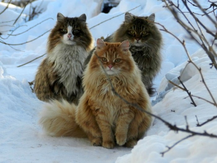 Сибирские коты Аллы Лебедевой. Сибирские коты Аллы Лебедевой.