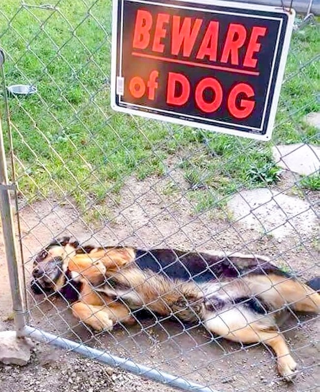 27 фотографий кошек и собак, которые заставят вас забыть обо всех проблемах 27 фотографий кошек и собак, которые заставят вас забыть обо всех проблемах