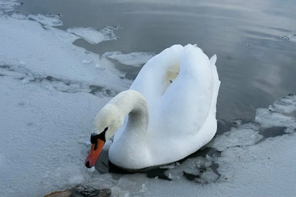 Рассказы о животных 18