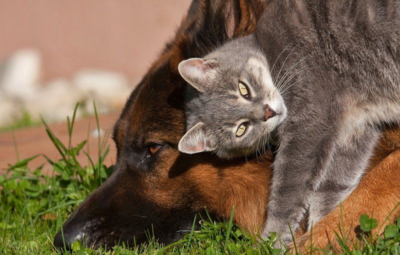 Котипес или песикот