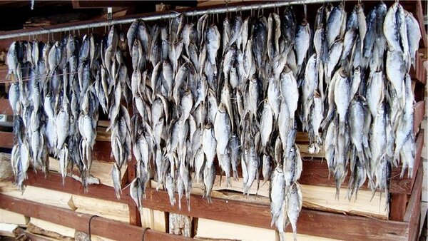 Такие связки сушёной рыбы радуют любого рыбака