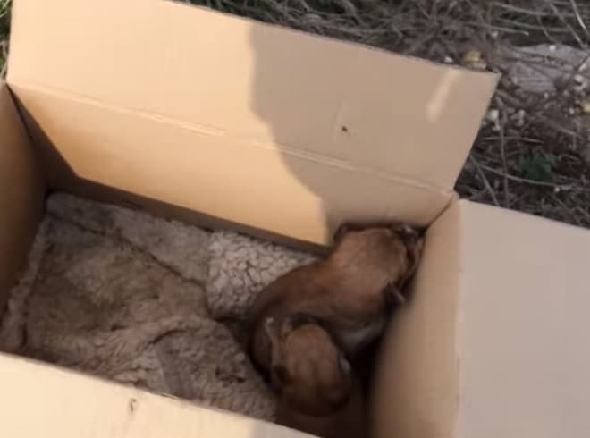 Коробка со щенками Щенки в коробке