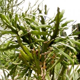 Молочай плосковеткий (Euphorbia ramipressa) Молочай плосковеткий (Euphorbia ramipressa)