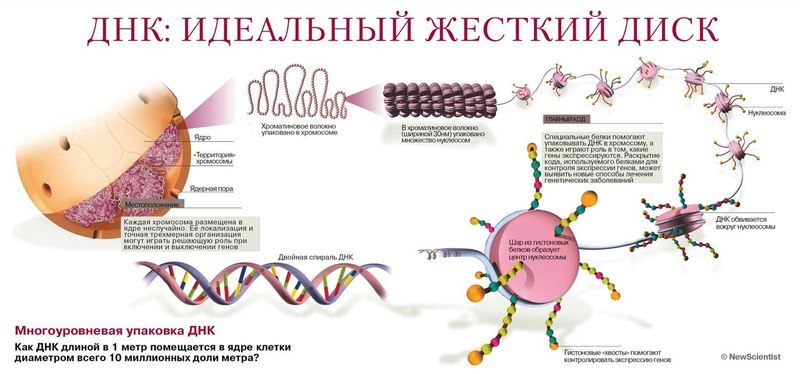 Слова и мысли формируют генетическую программу <a href='https://econet.ru/articles/tagged?tag=%D1%81%D0%BB%D0%BE%D0%B2%D0%B0' target='_blank'>Слова</a> и мысли формируют генетическую программу