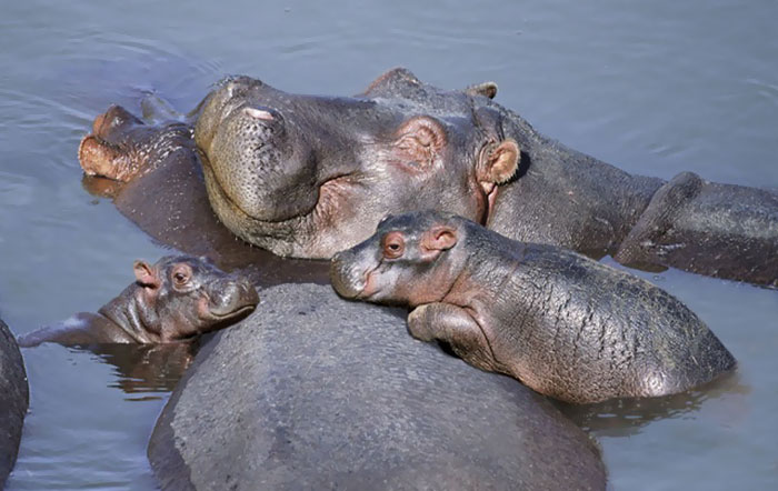 Baby Hippo