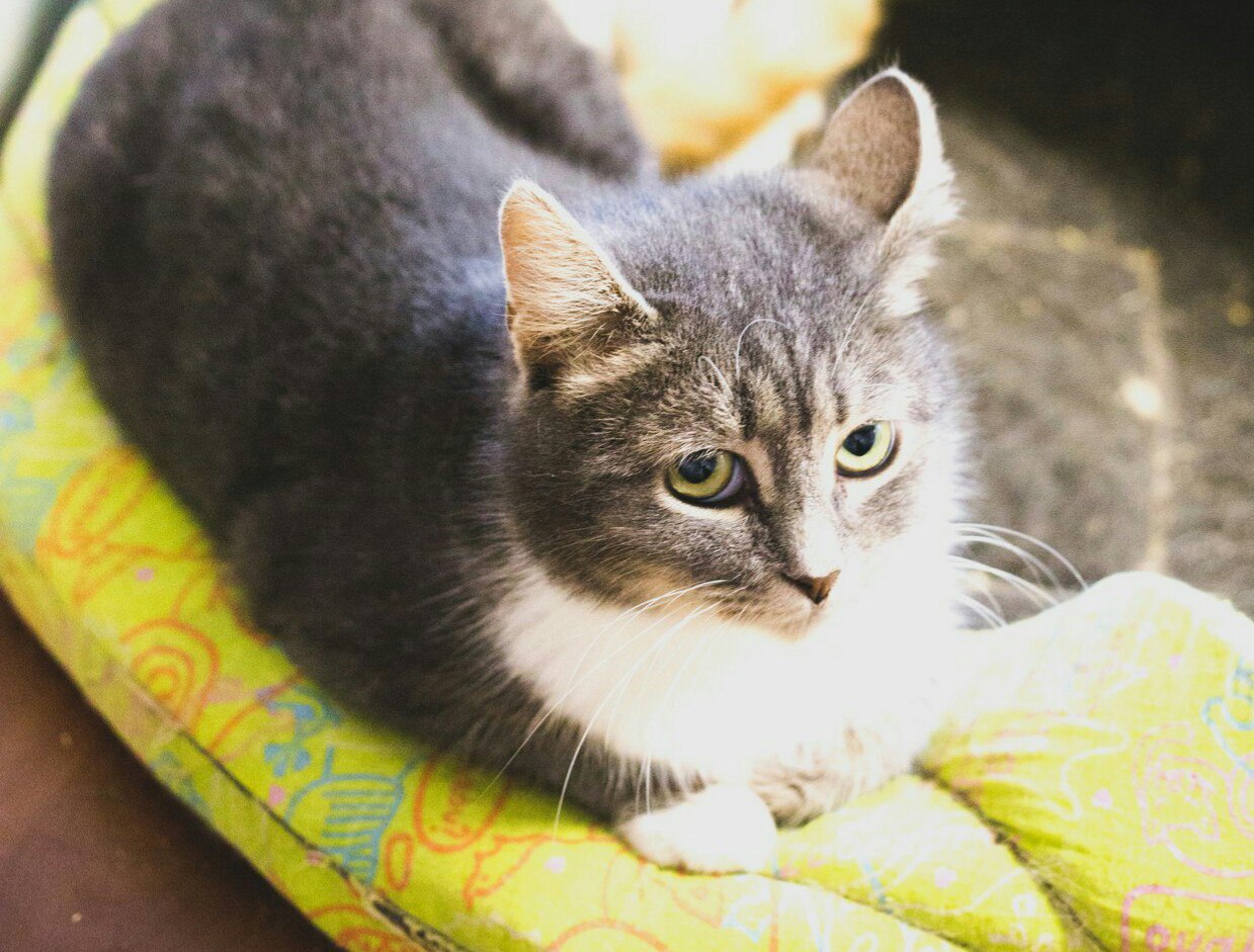 Что нужно этой трогательной кошечке? Дом! Что нужно этой трогательной кошечке? Дом!