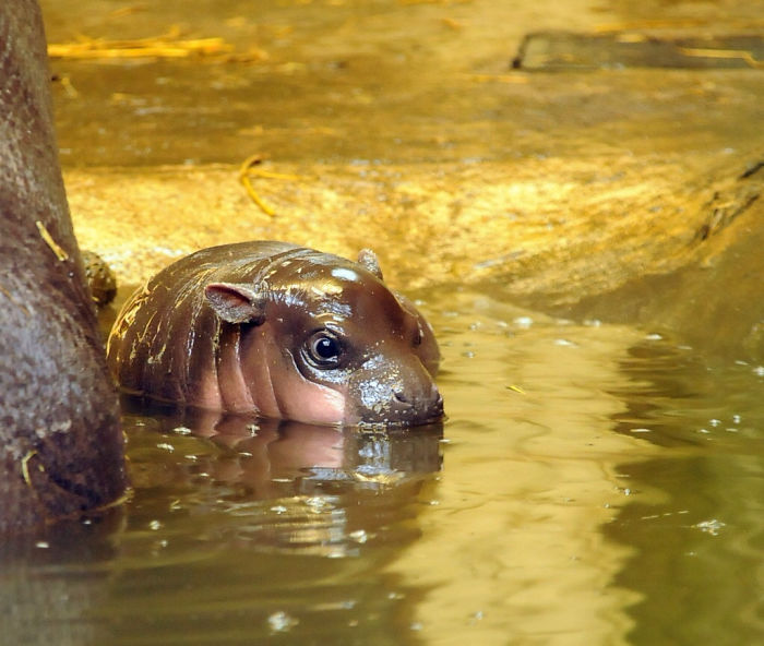 Baby Hippo