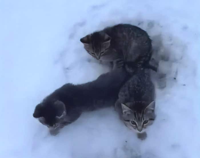 спасение котят три котенка