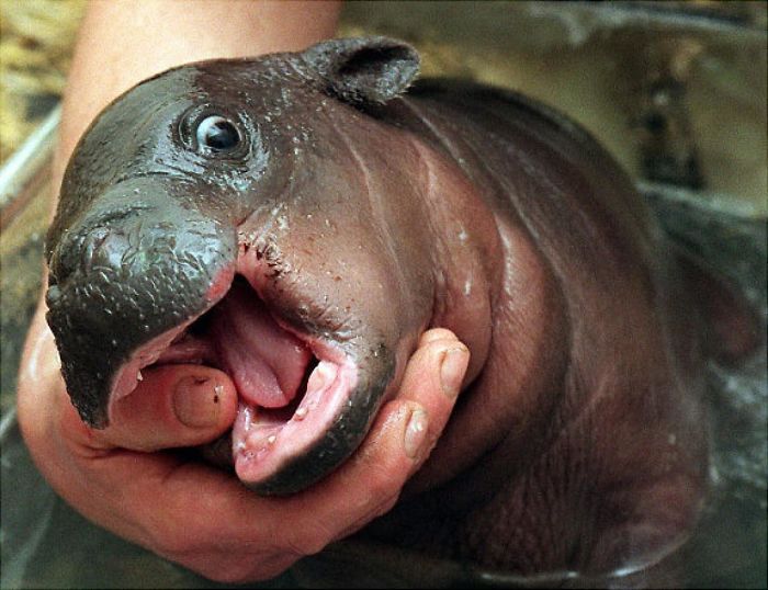 Cute Baby Hippos