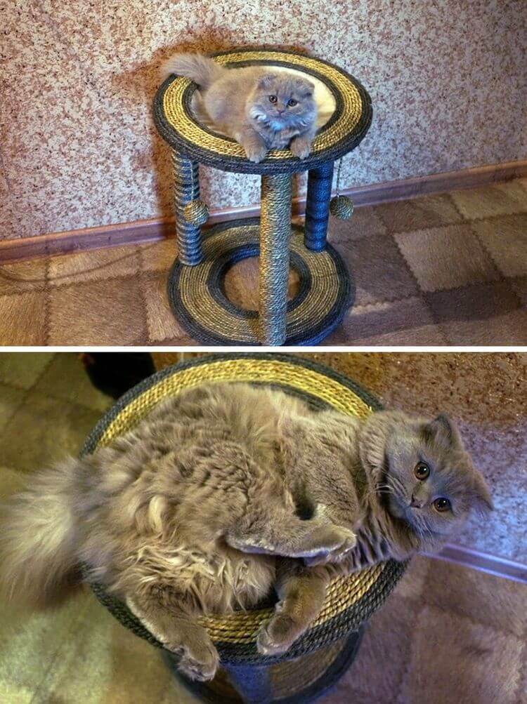 Без кота и жизнь не та