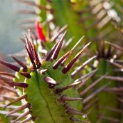 Молочай энопла (Euphorbia enopla) Молочай энопла (Euphorbia enopla)
