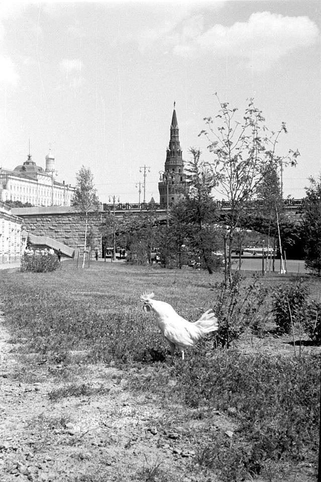 12 исторических фото «хрущёвской оттепели», когда молодёжь резко стала модной