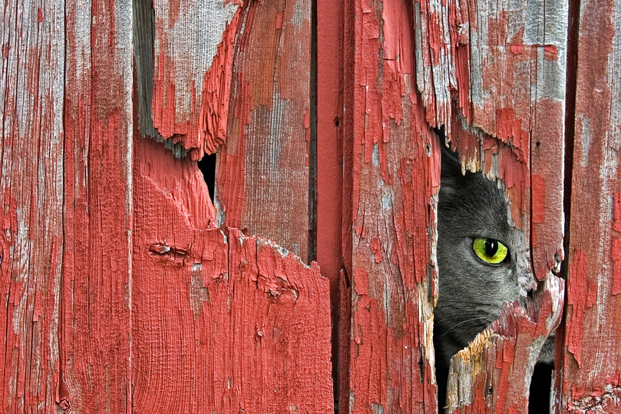 Кот выглядывает из щели