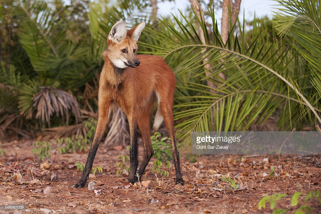 Maned Wolf : Stock Photo