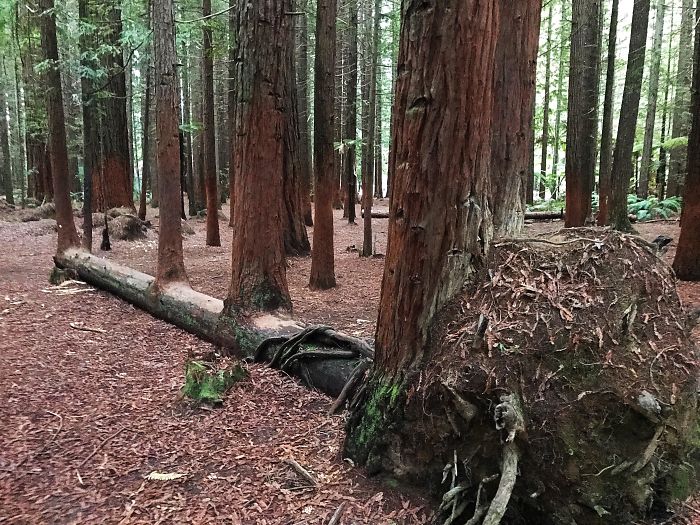 «Жить вопреки всему»: 20 фотографий деревьев, которые выжили, несмотря ни на что