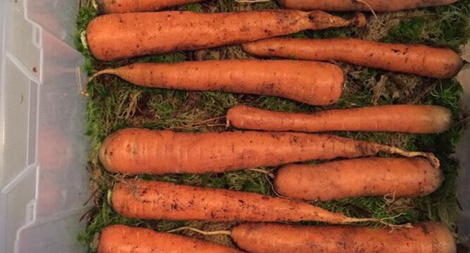 Морковь во мху