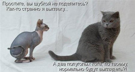 Смешные картинки о животных с подписями.