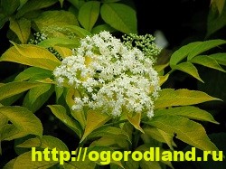 Ароматерапия. Подушка с травами для сна своими руками