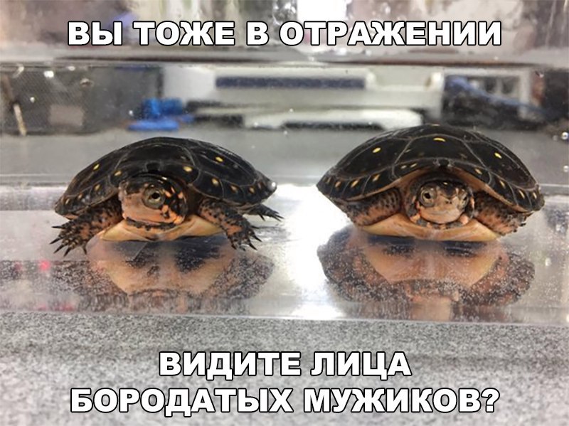 5 МИНУТ ПОЛИТЮМОРА В КАРТИНКАХ 5 МИНУТ ПОЛИТЮМОРА В КАРТИНКАХ