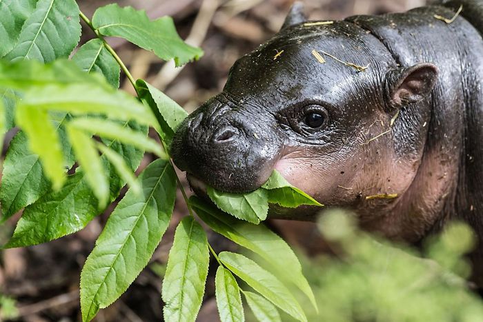 The Pygmy Hippopotamus