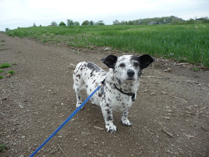 Corgi + Dalmatian