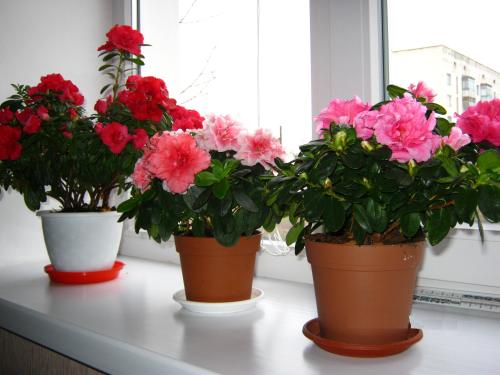 ����� ����� ������� ���� �� ���������....