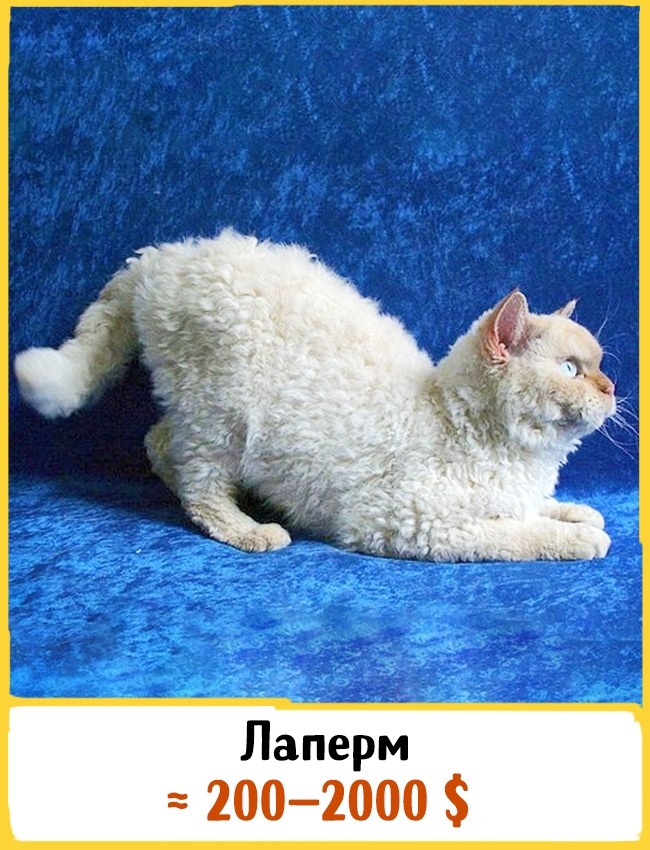 Самые дорогие породы домашних кошек Самые дорогие породы домашних кошек