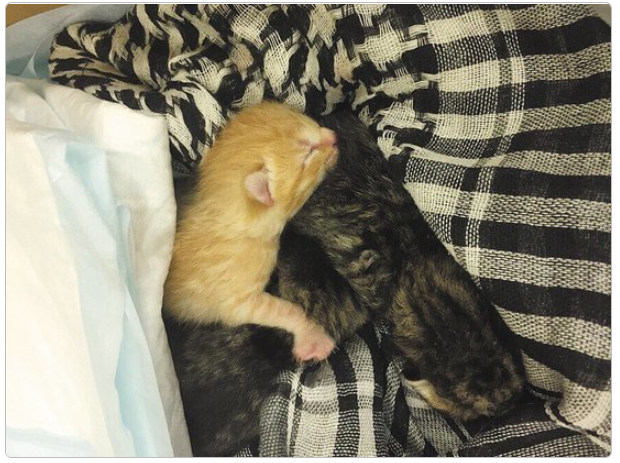 Спасение котят