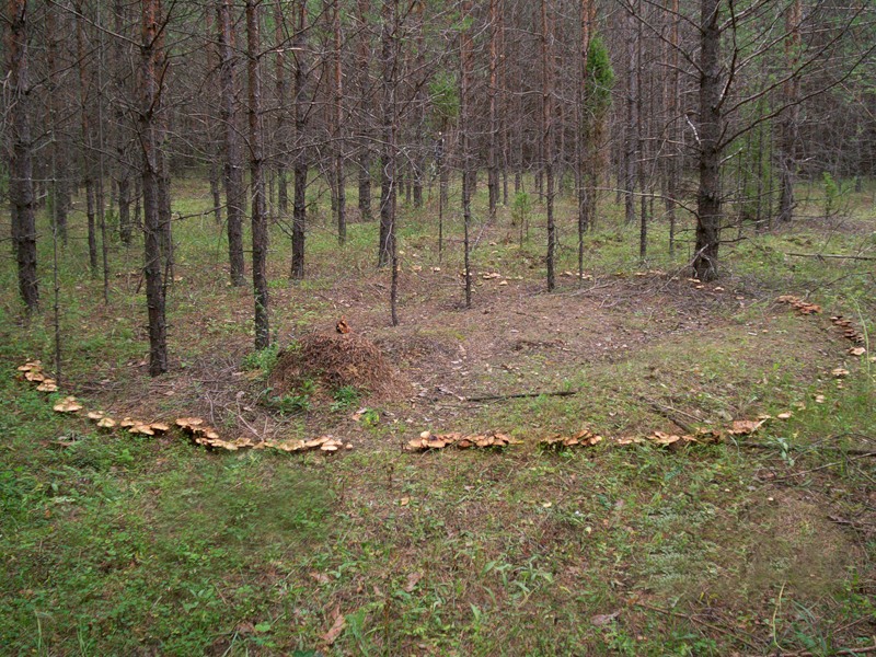 Ведьмины круги