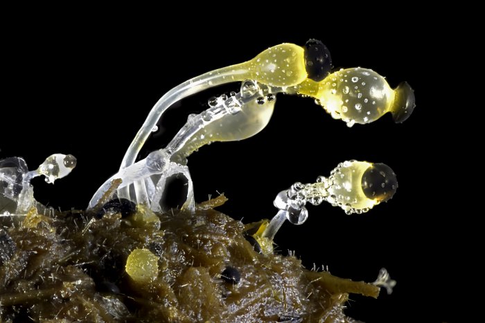 Снимки фотоконкурса «Nikon Small World 2016» (18 фото) Интересные микро снимки живой природы (18 фото)