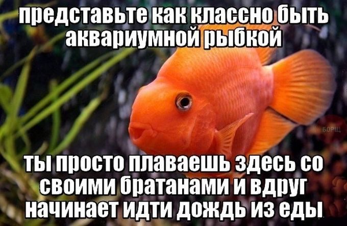 Картинки с забавными подписями