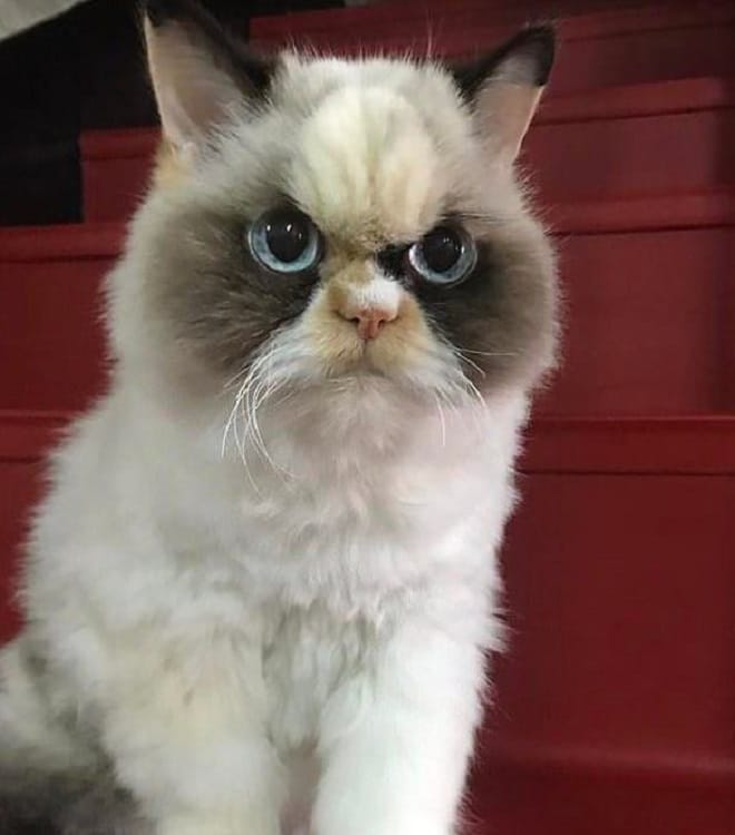 Кошка с большими глазами «Вставай, соня!»: новая Grumpy Cat, ставшая звездой Интернета, не дает хозяйке спать по утрам
