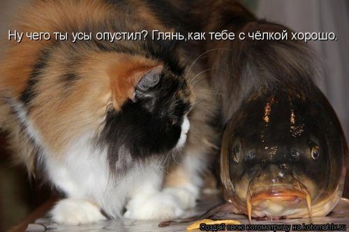 Уморительные котоматрицы для отличного настроения Уморительные котоматрицы для отличного настроения