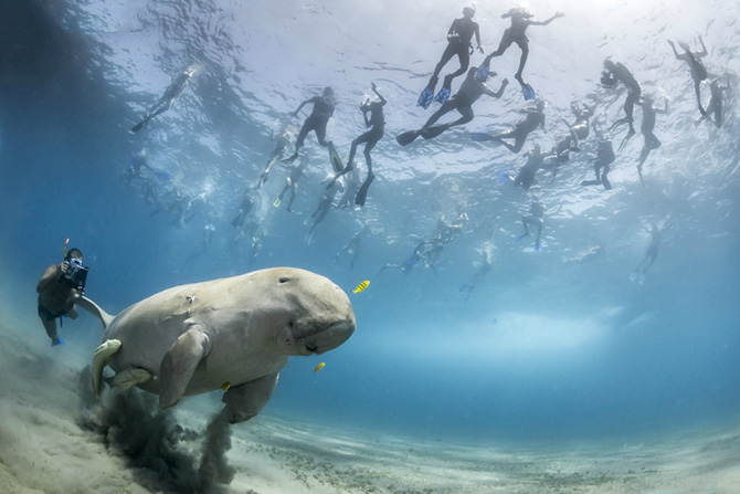 Лучшие фотографии Wildlife Photographer 2013