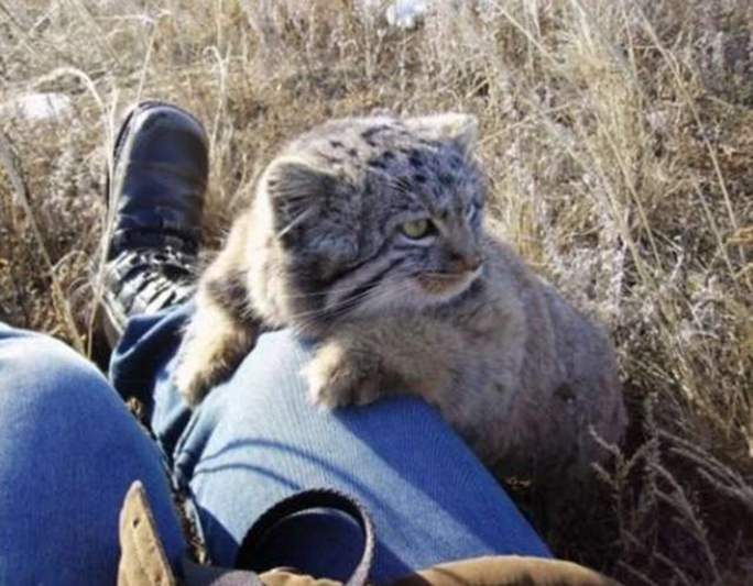Фермер сразу понял, что это необычные котята, но совесть не позволила продать их