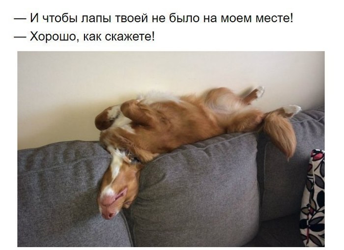 Собаки, которые поняли эту жизнь Собака, хитрые твари, длиннопост