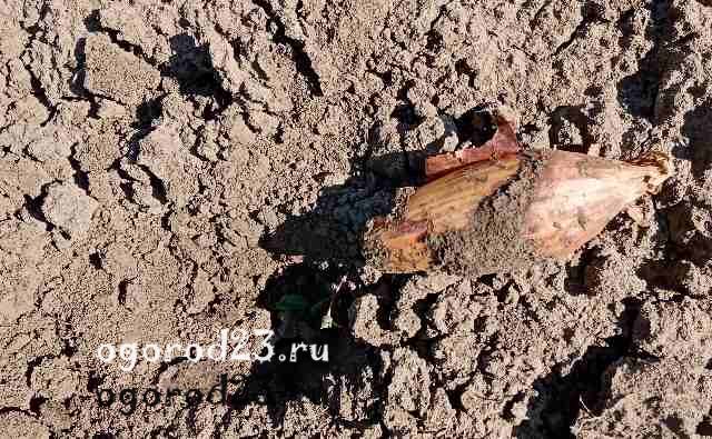 Лук из магазина не дал корней и не взошел лук из магазина на посадку 2