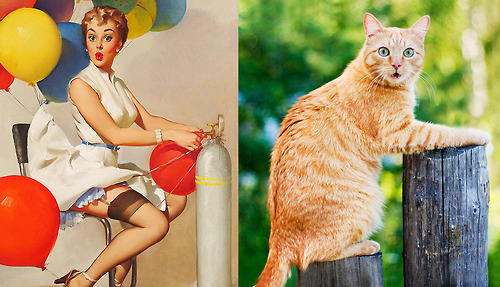 Арт-проект «Cats That Look Like Pin Up Girls» Арт-проект «Cats That Look Like Pin Up Girls»
