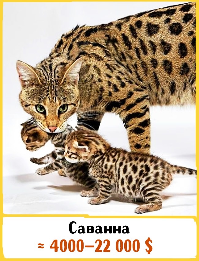 Самые дорогие породы домашних кошек Самые дорогие породы домашних кошек