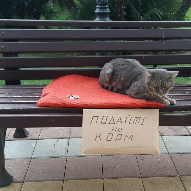 Самая милота, которая так и тянет достать и отдать все Подайте на всё хорошее
(21 фото)