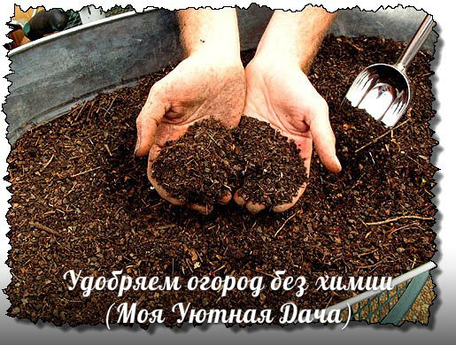 Удобряем огород без химии