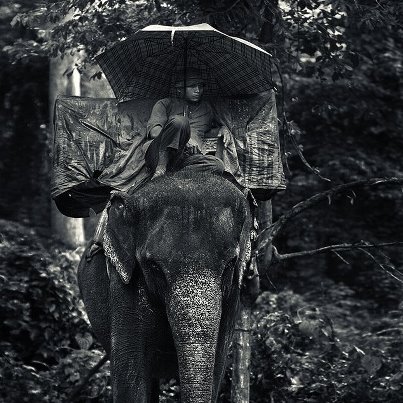Фотография: Сезон дождей
А!Шереметьев
	В Камбоджийских джунглях.