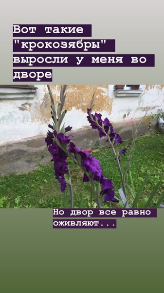 Почему у гладиолуса кривой цветонос... Моя неудача и ошибка-находка Почему у гладиолуса кривой цветонос... Моя неудача и ошибка-находка