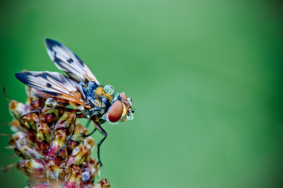 NewPix.ru - Насекомые в каплях росы от Давида Шамбона (David Chambon)