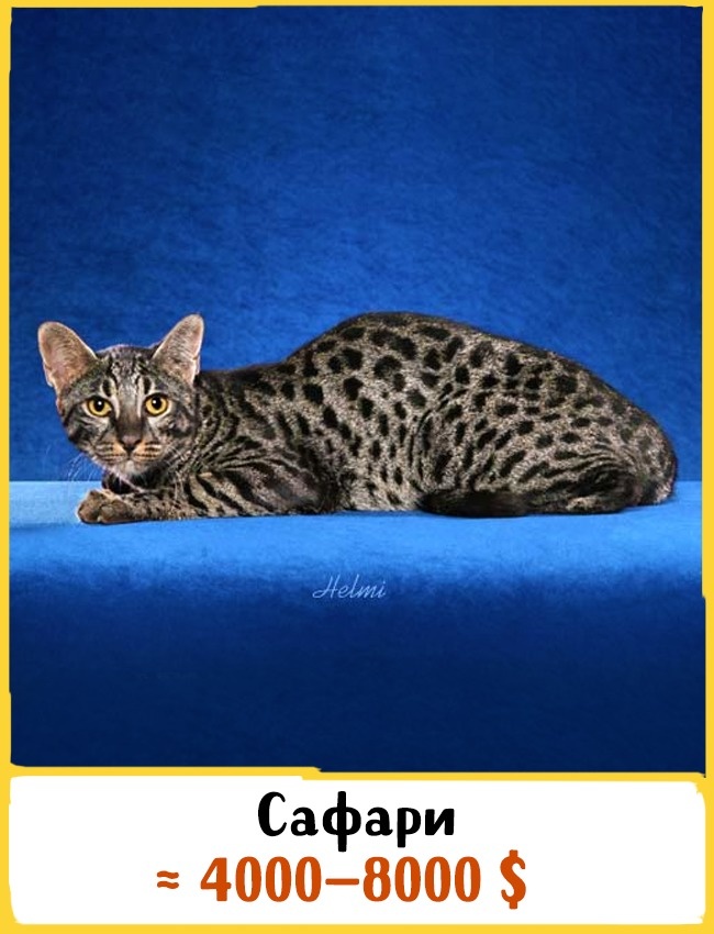 Самые дорогие породы домашних кошек Самые дорогие породы домашних кошек