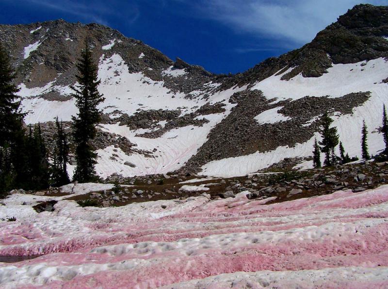 Красный снег