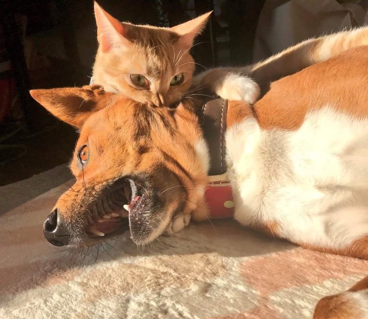 Животные, которые покорят вас своим зверским обаянием) Животные, которые покорят вас своим зверским обаянием)