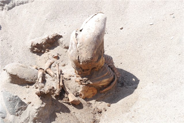 В пустыне Атакама обнаружили 150 мумий древней неизвестной цивилизации. Среди них одна- мумия Чужого