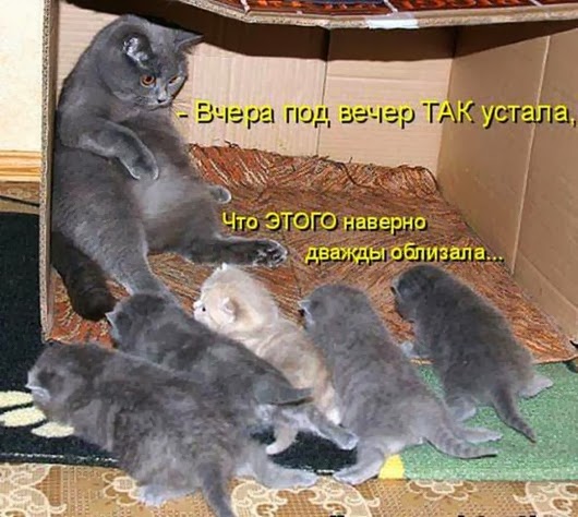 c011bda98df4c276ea54c3d4fe3_prev