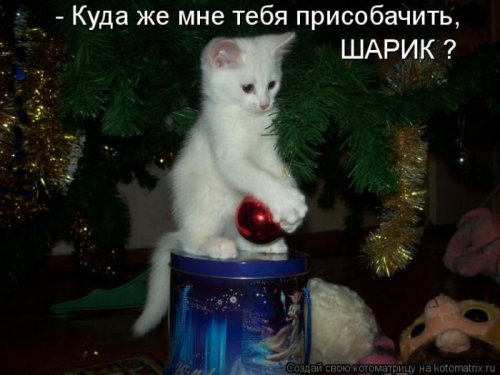 Лучшие котоматрицы недели, 25 фото